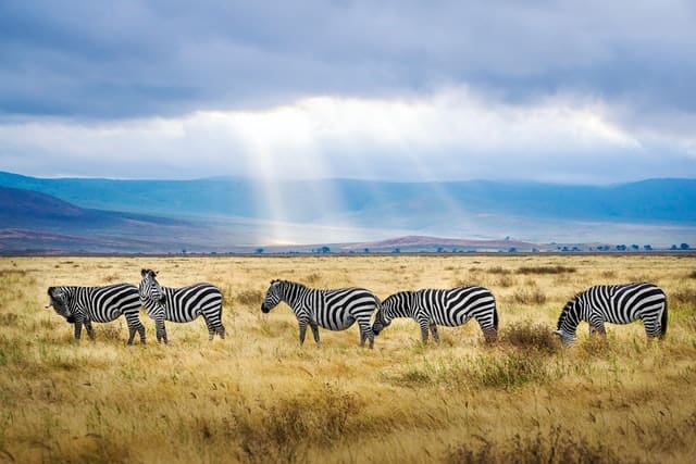 5 zèbres broutent dans la savane. En toile de fond, la lumière perce les nuages.  