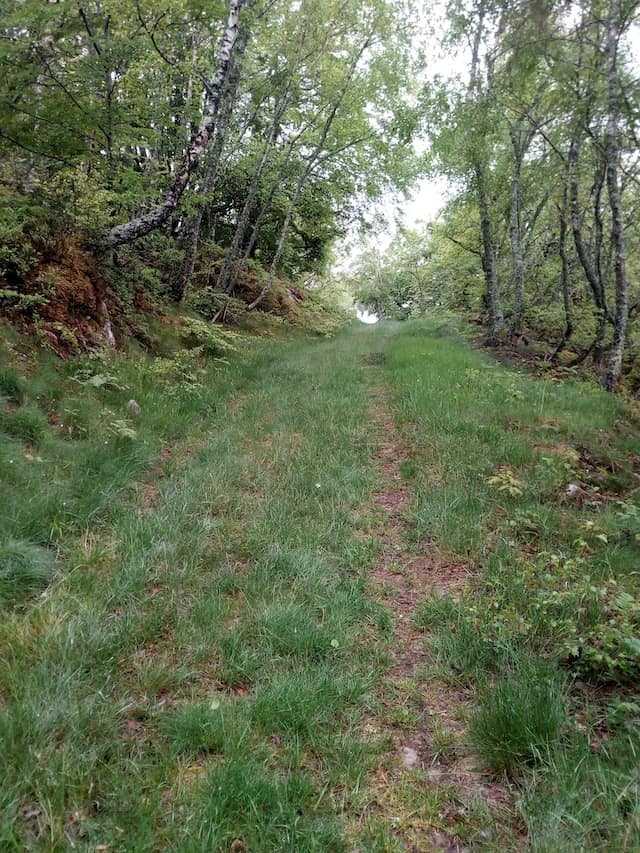 Chemin dans la forêt - Un lieu propice à l'écriture de son carnet d'aventure