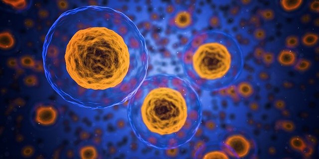 Le journal de grossesse - Des cellules en multiplication.